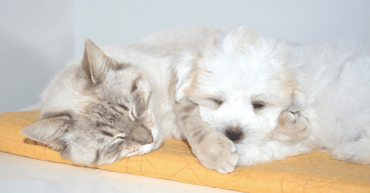 Best calming treats for cats and dogs