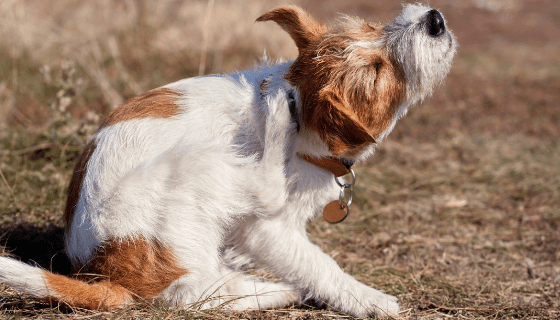Relief For Your Itchy Dog