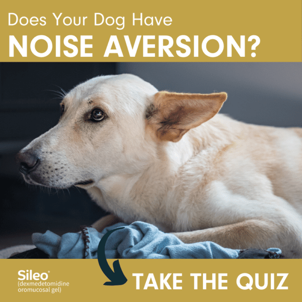 Does your dog have Noise Aversion?
