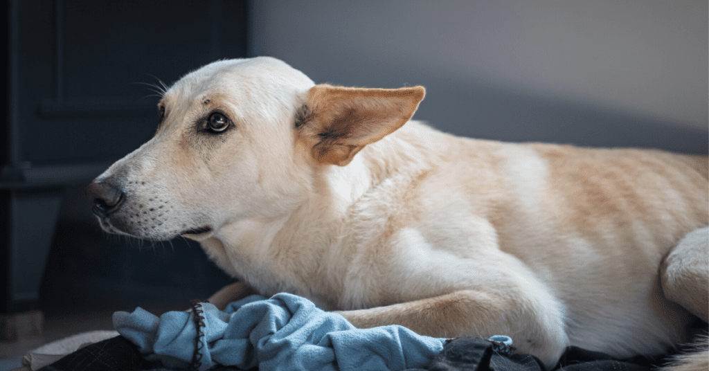 How To Calm A Dog Afraid Of Fireworks