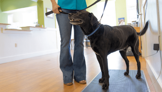 How To Make Routine Dental Visits More Comfortable For Your Pet
