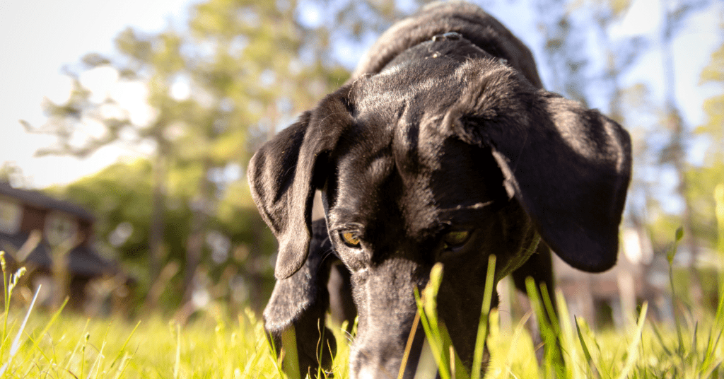 How I Finally Treated My Dog's Itchy Skin.