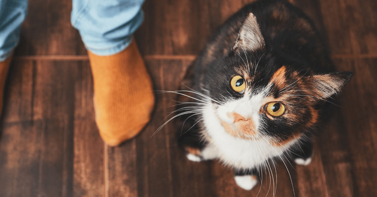Does your cat have purr-plexing behaviors? Here's why!