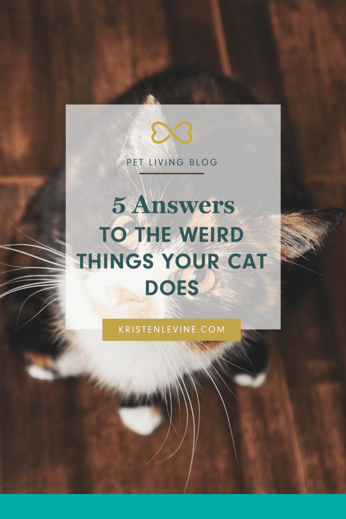 Does your cat have purr-plexing behaviors? Here's why!