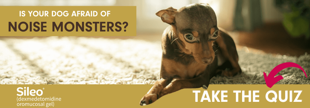 Take the Noise Monsters Quiz