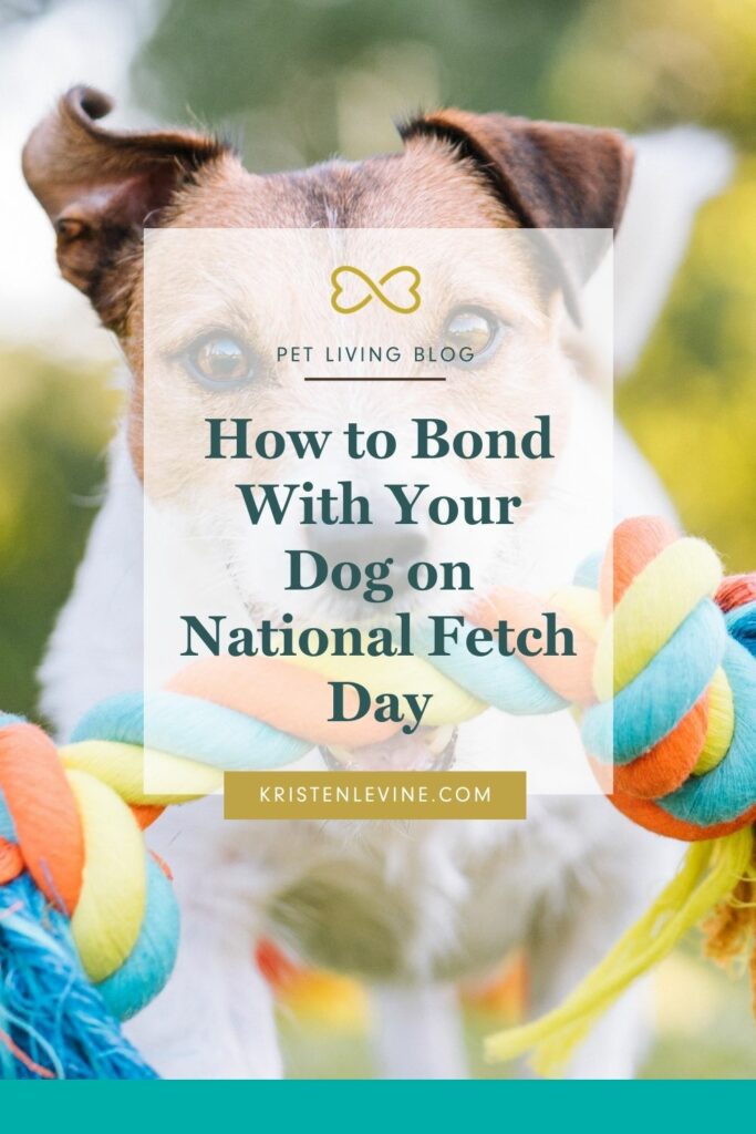 Fetch this: How to Bond With Your Dog on National Fetch Day