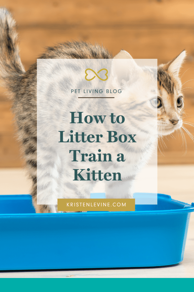 New kittens need lots of attention. These tips will make litter box training easy!