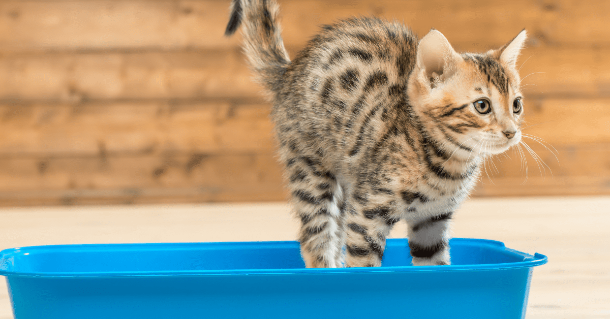 New kittens need lots of attention. These tips will make litter box training easy!