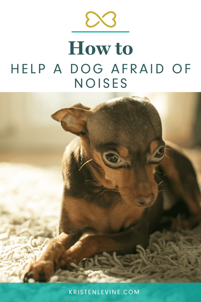 Signs of noise aversion in dogs