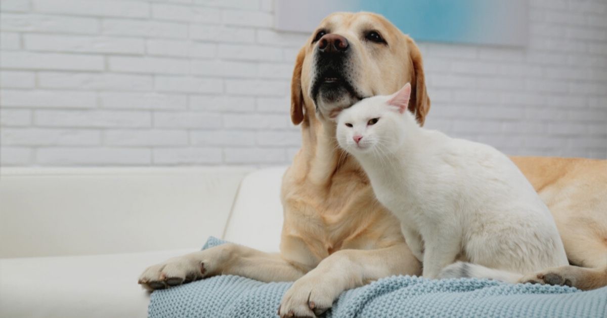 Your senior pets need these skin care t