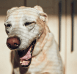 Yawning in Dogs is a common sign related to noise aversion