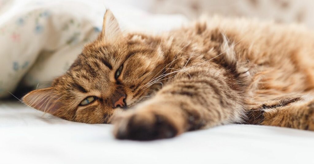 Kidney Disease In Cats Can Be Scary, But These Tips Can Help!