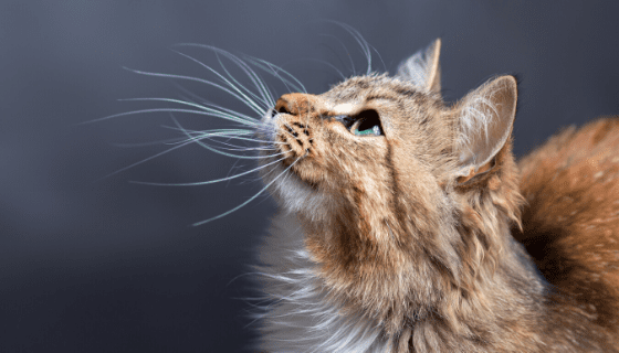 Learn About Symptoms And Treatment For Feline Hyperthyroidism