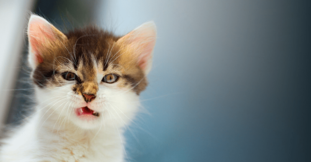 Tired Of That Cat Pee Smell? Get Rid Of It With These Tips.