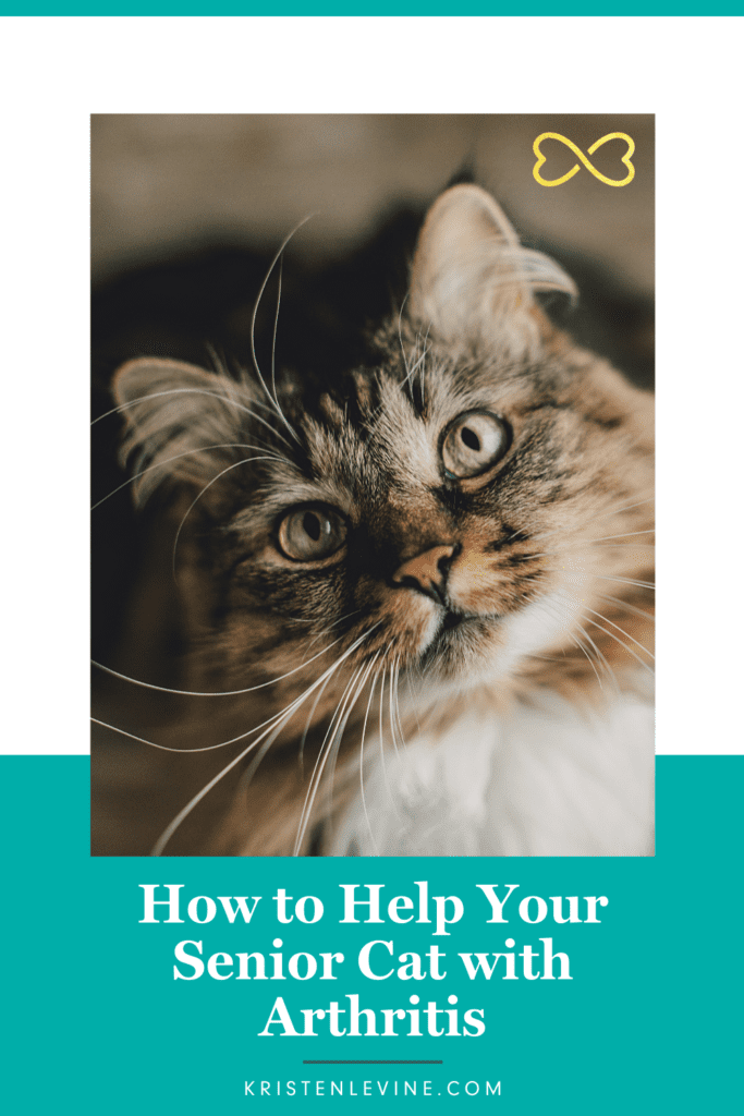 Cats can get arthritis too! Here is how to help.