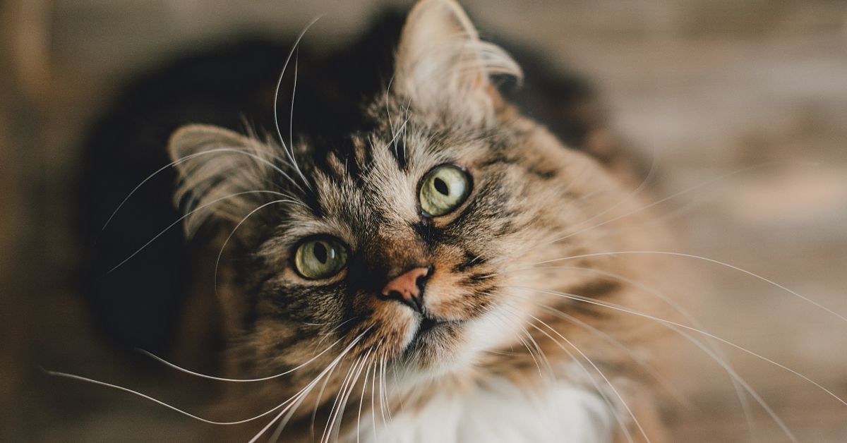 Cats can get arthritis too! Here is how to help.