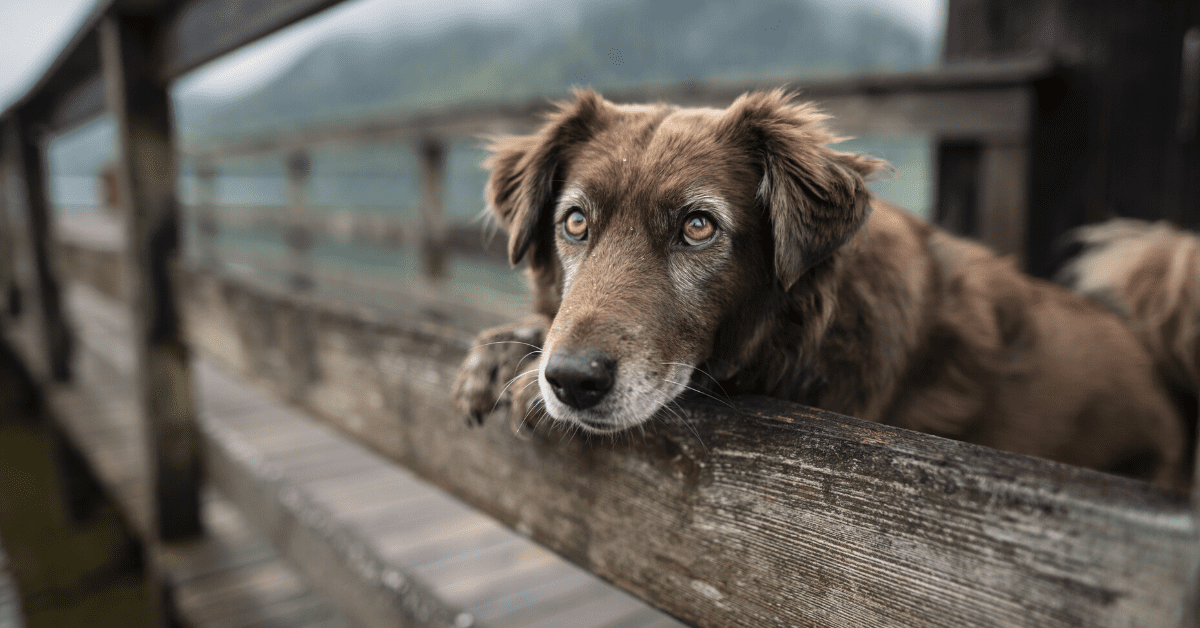 Best Dog Supplement