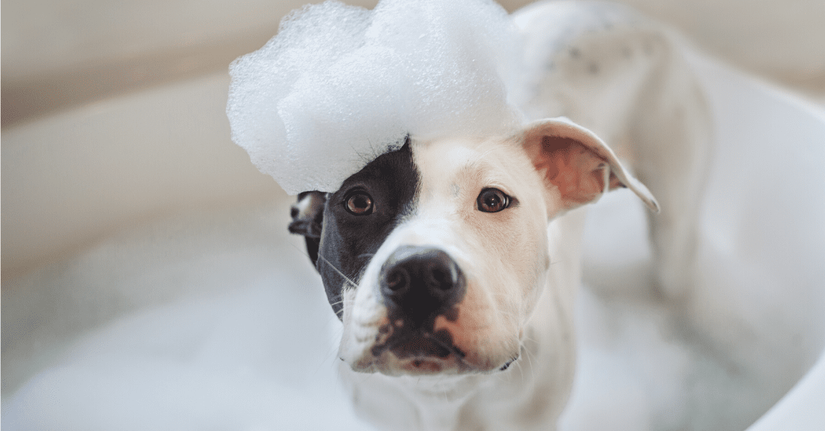 How to Bathe a Dog At Home