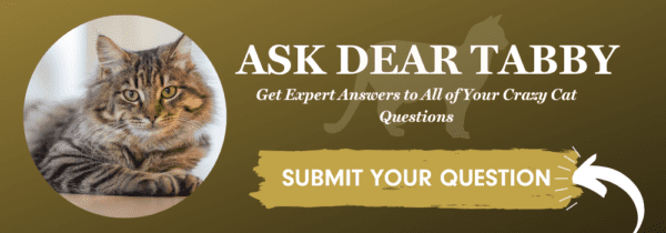 Ask Dear Tabby