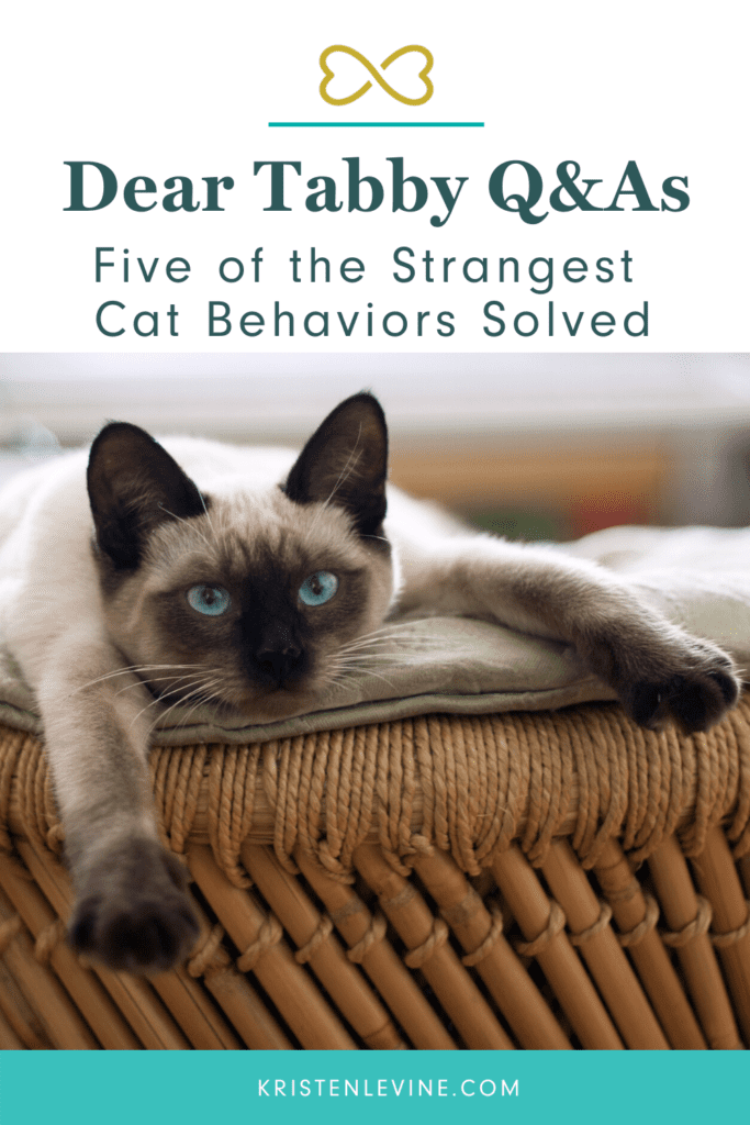 Dear Tabby answers the strangest cat behaviors