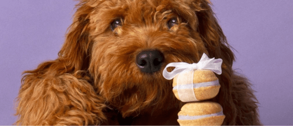 bonne et filou dog macarons