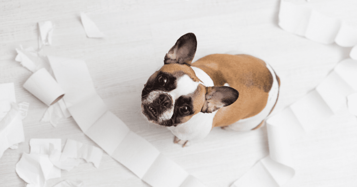 You can relieve separation anxiety in your dog!