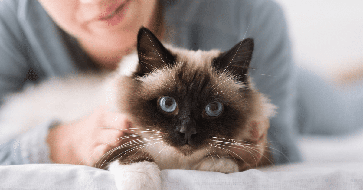 Check your Cat's Vital Signs