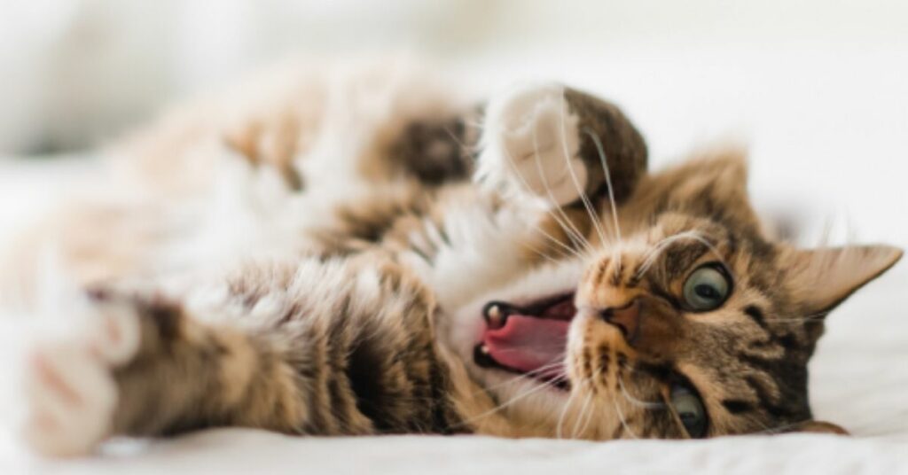 How To Clean Your Cat's Teeth