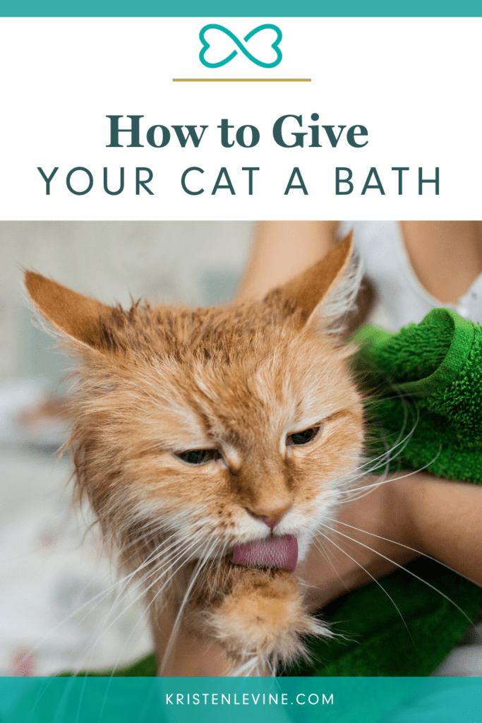How to bathe your cat (and survive)