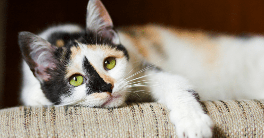 Here's How To Tell If Your Cat Is Bored And What You Can Do To Fix It.