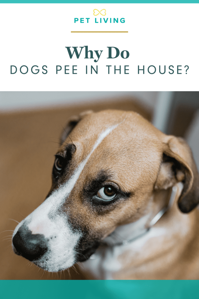 Dogs pee in the house 1