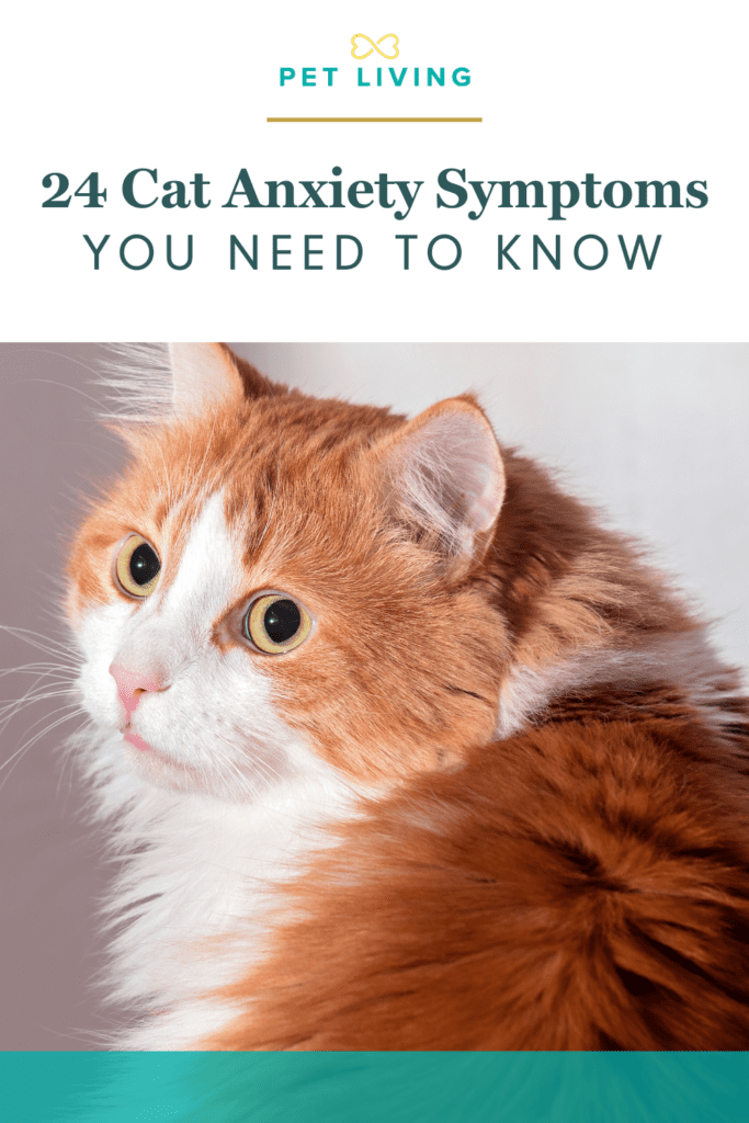 Cat anxiety symptoms aren't always obvious.