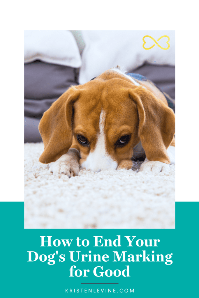 End your dog's Urine Marking for Good!