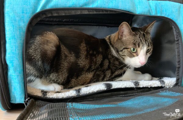 Lil Paws Pet Carrier is great for cats with anxiety.