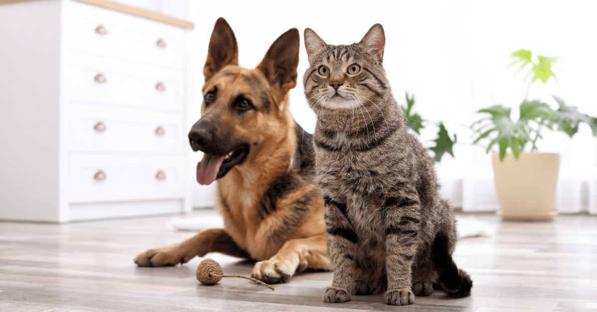 Here are the best vacuums for dog and cat hair.