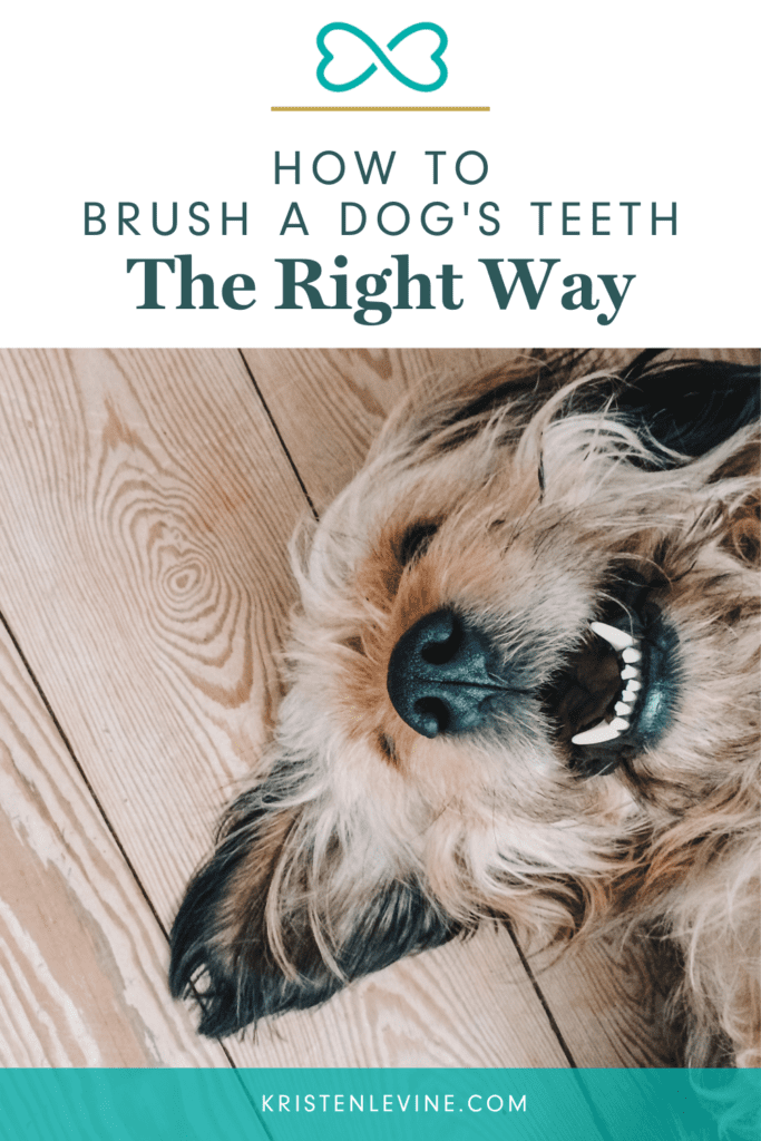 Learn how to brush your dog's teeth the right way for better health. Plus, alternative ways to maintain dental health in picky dogs.