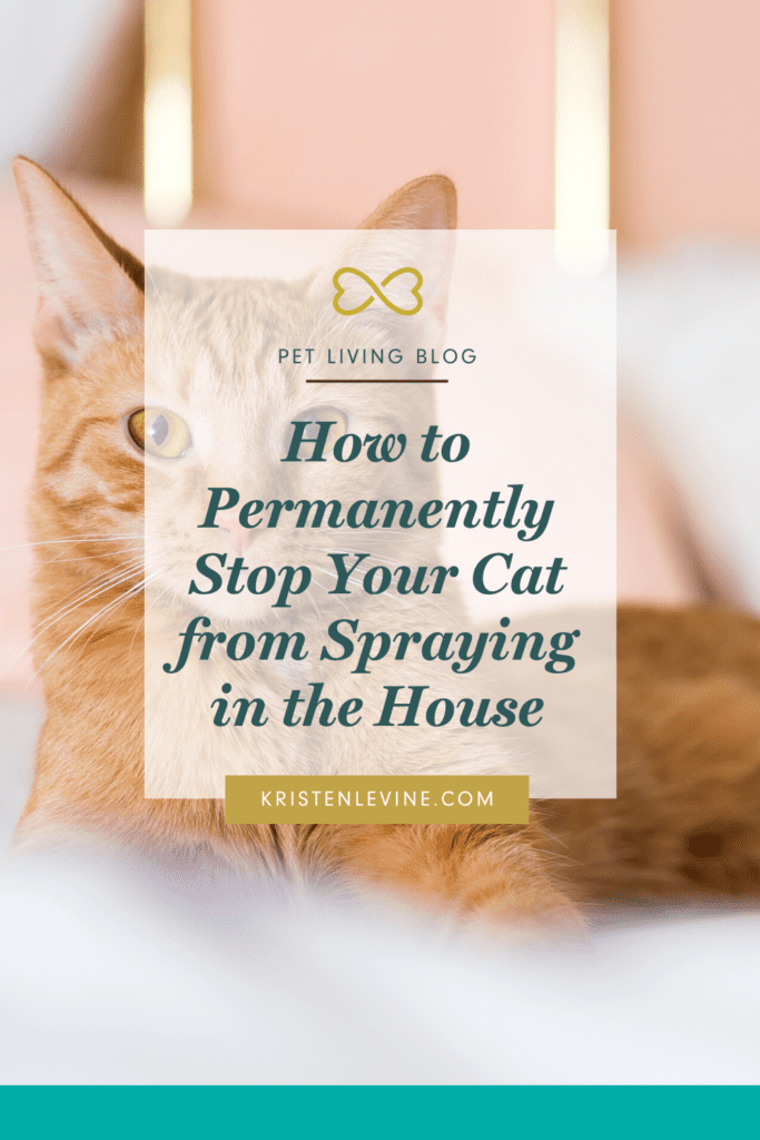 How to stop your cat from spraying!
