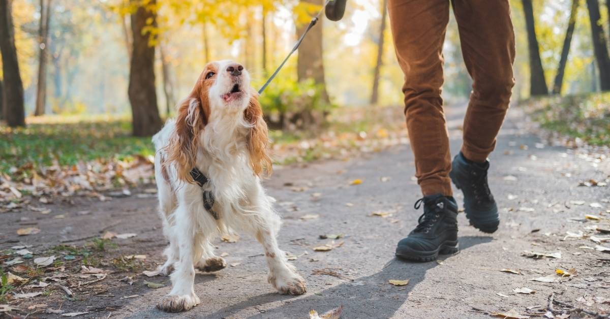 You can help your dog with social anxiety and fear of strangers.