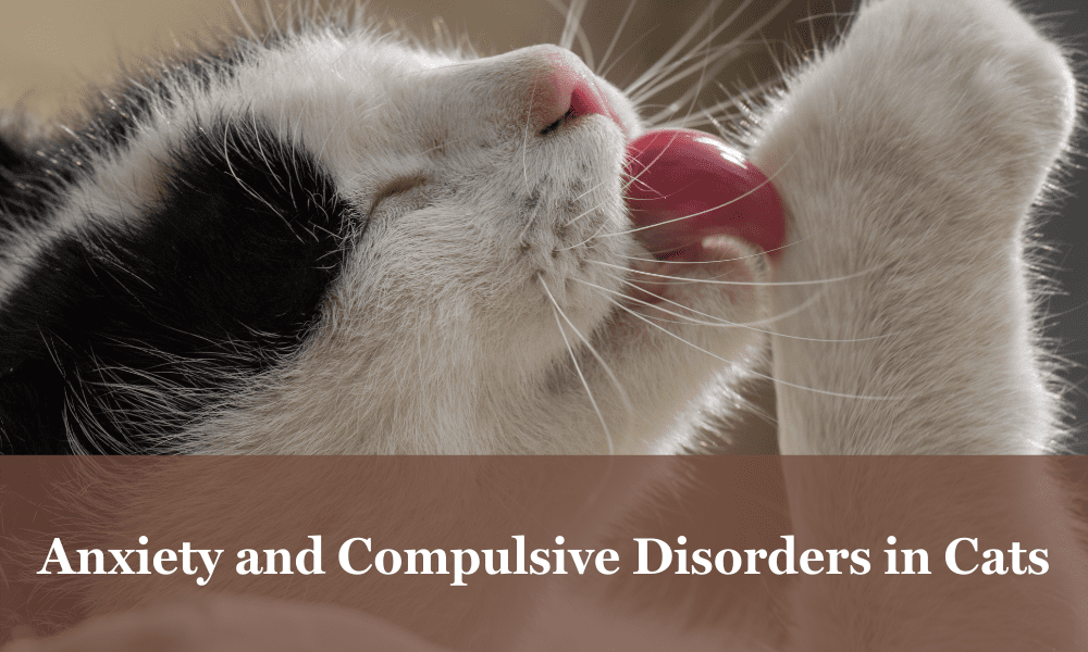 Obsessive cat behavior