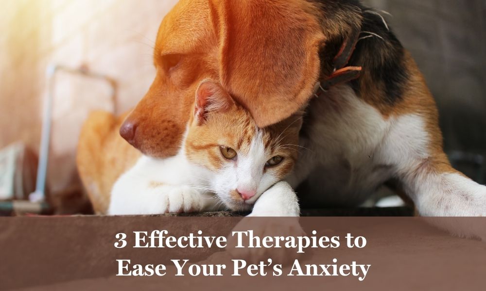 Effective anxiety therapies for pets