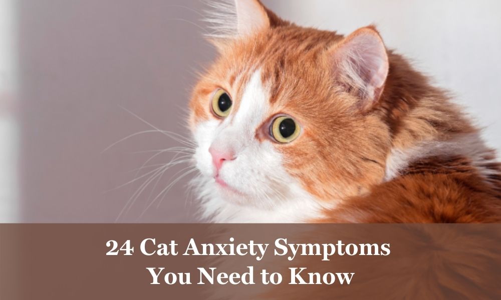 24 Cat Anxiety Symptoms