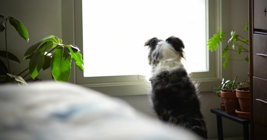 Dog Separation Anxiety: What To Do When Your Dog Can't Live Without You