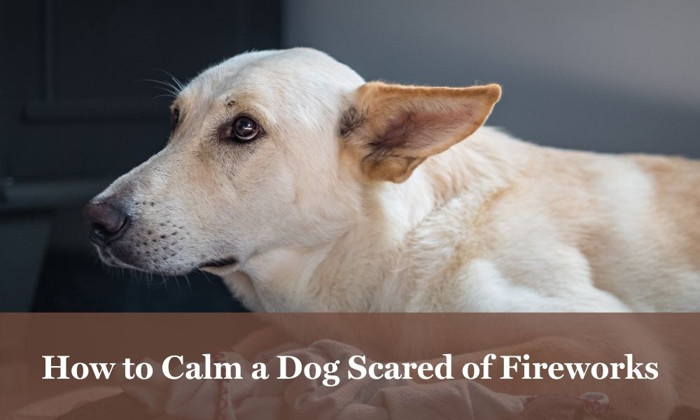 Help for dogs afraid of fireworks