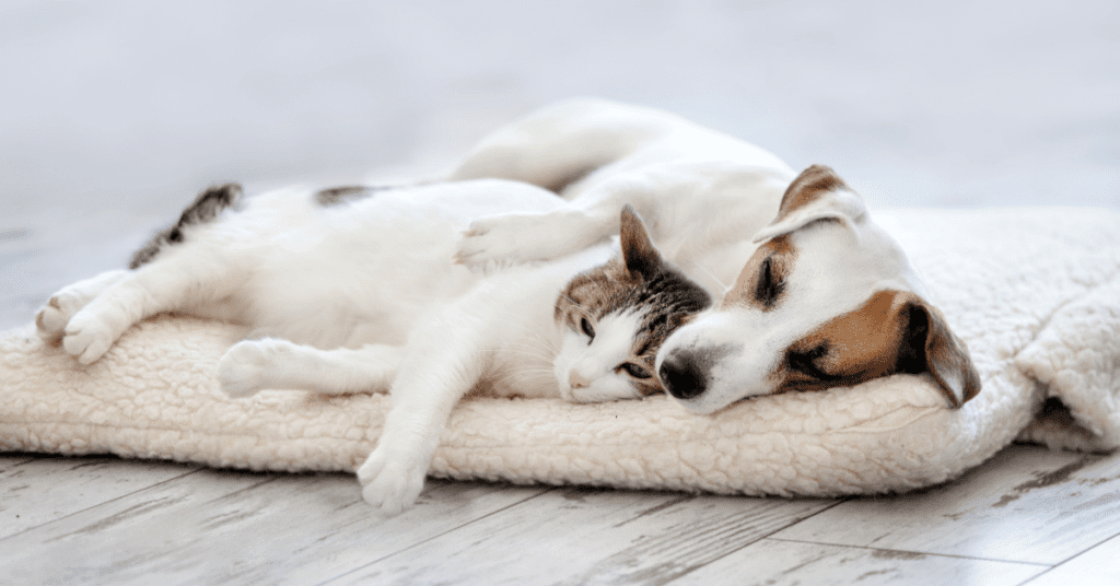 Calm Dog And Cat