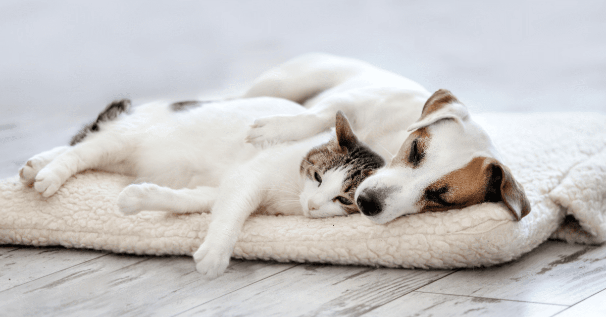 Calm dog and cat