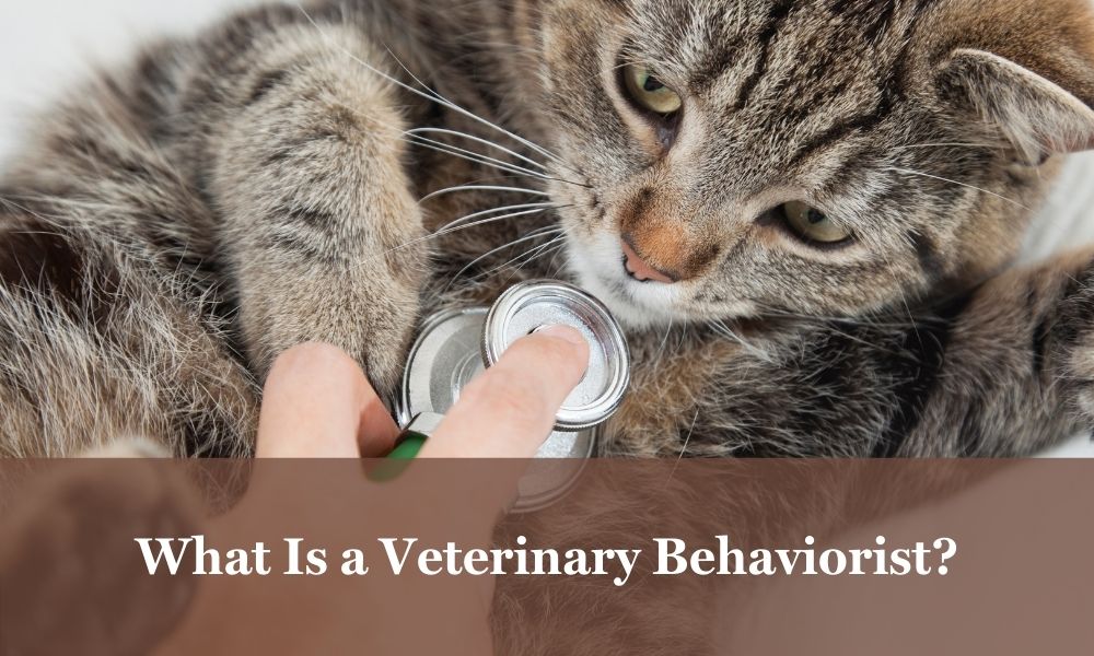 cat veterinary behaviorist