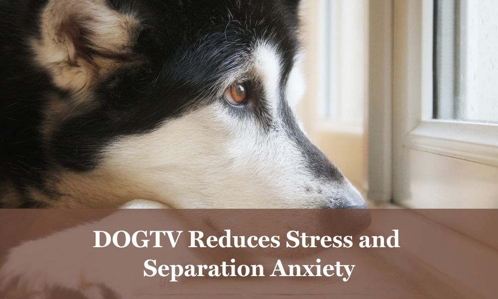 DOGTV helps separation anxiety