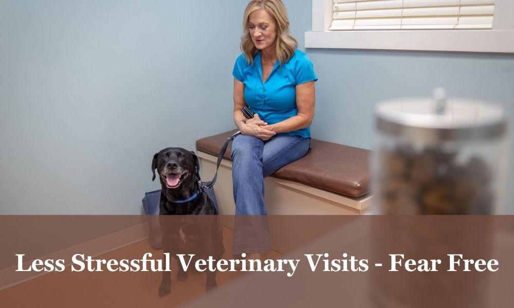 Veterinary visits can be anxiety free.