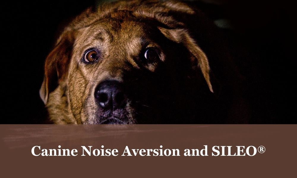 SILEO treats noise anxiety