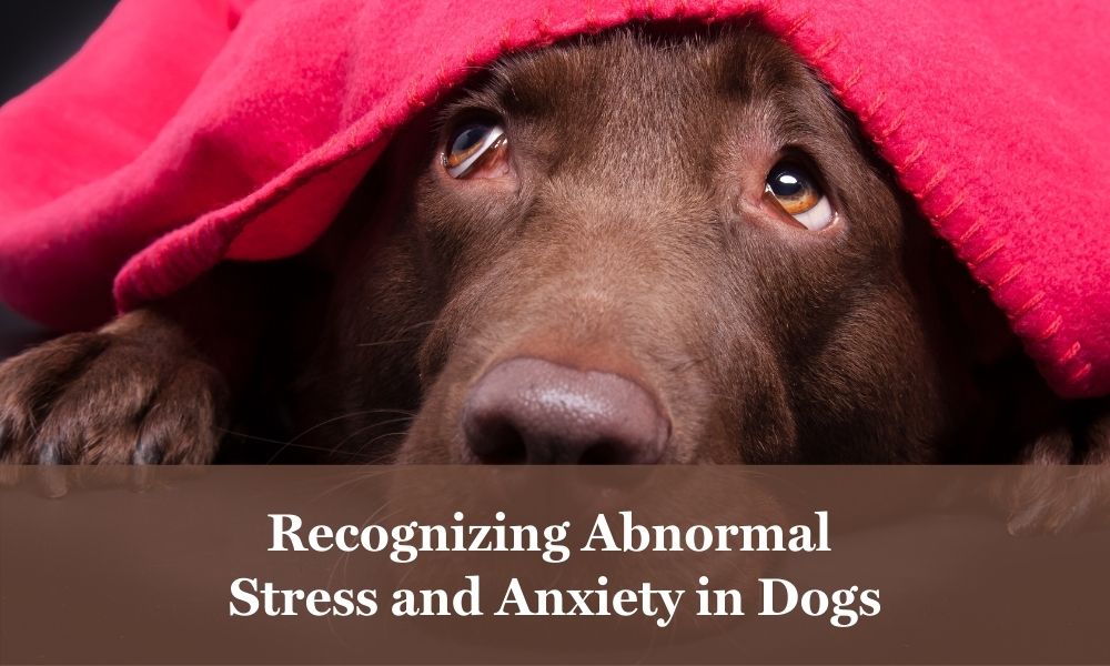 Abnormal stress and anxiety in dogs.